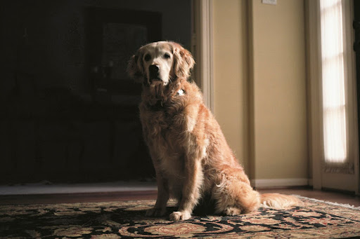 Bretagne -12 yrs- Cypress, Tx. Photo by Charlotte Dumas
This loyal soul's first first deployment was for 10 days at ground zero. Her seven years of active service that followed included search and rescue in regions affected by Hurricanes Katrina and Rita. Bretagne -12 yrs- Cypress, Tx. Photo by Charlotte Dumas
This loyal soul's first first deployment was for 10 days at ground zero. Her seven years of active service that followed included search and rescue in regions affected by Hurricanes Katrina and Rita.