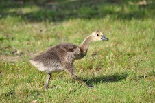 DSC_1015.JPG