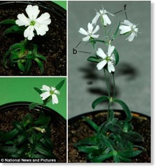 Silene stenophylla