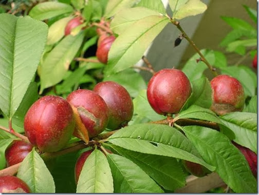 Nectarine_Fantasia Nectarine_Fantasia