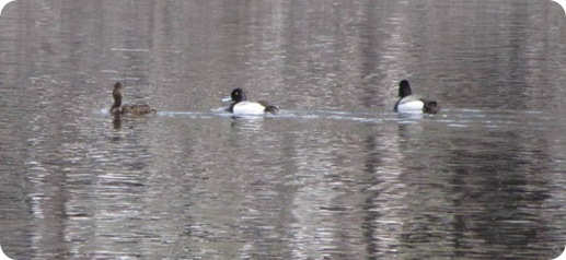 LesserScaup LesserScaup
