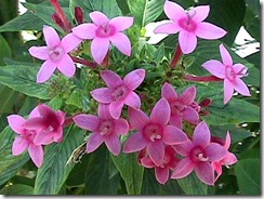 sil2 sil2