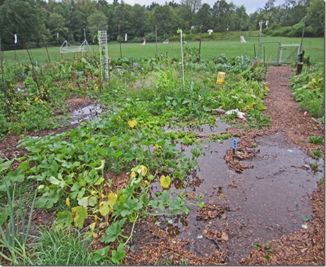 Flooded garden from Irene