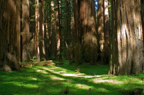 [Redwoods%255B7%255D.jpg]