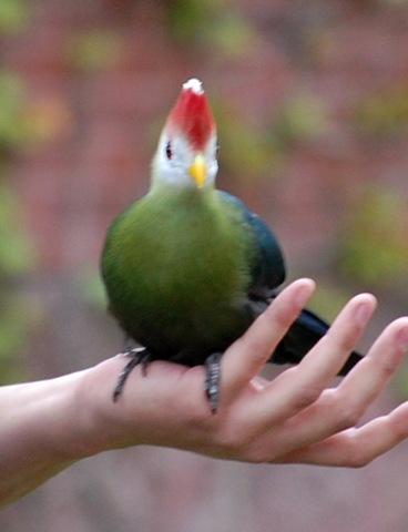 [aviary2%255B1%255D.jpg]