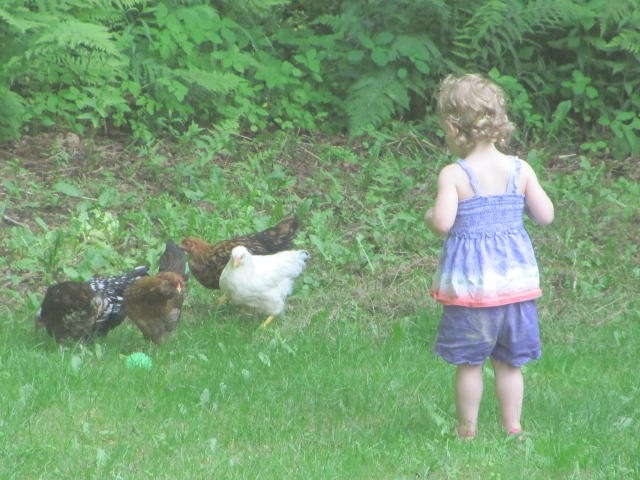 [2012%2520Memorial%2520Day%2520Bella%2520with%2520her%2520chickens%2520and%2520ball6%255B3%255D.jpg]