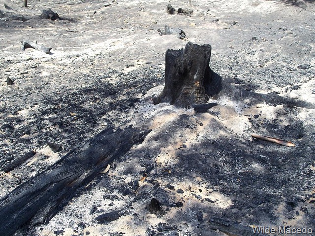 [Incendio%2520en%2520Rocha%2520%252821.12.11%2529_Wilde%2520Macedo%2520Rocha%2520Wilde%2520Macedo%2520%252811%2529%255B2%255D.jpg]