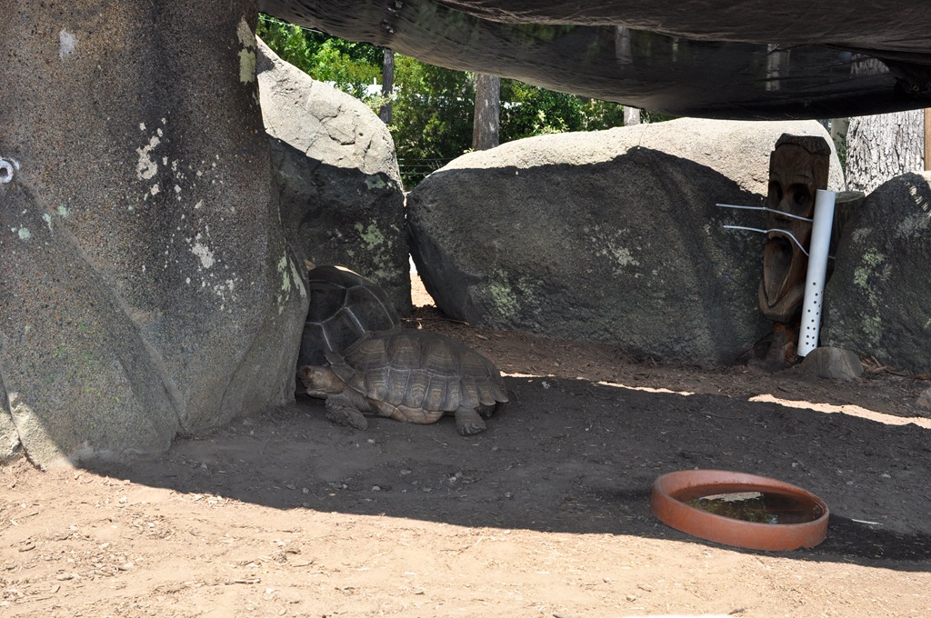 [turtle.jpg]