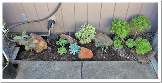Succulents and More: New backyard succulent bed