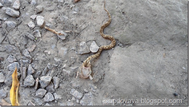 cobra engolinndo sapo cobra engolinndo sapo