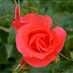 rosa.jpg