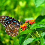 2748793513_bbf73fc02b_z.jpg