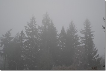 fog (4)