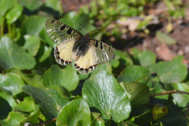 Archon apolllinus apollinus (HERBST, 1798), mâle. Termessos, 900 m (Antalya, Turquie), 20 mars 2014. Photo : L. Voisin