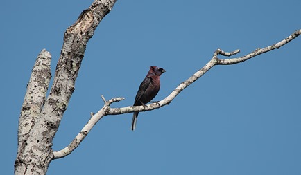 Varied Bunting 7 BSP 2013 Varied Bunting 7 BSP 2013