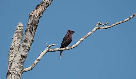 Varied Bunting 7 BSP 2013