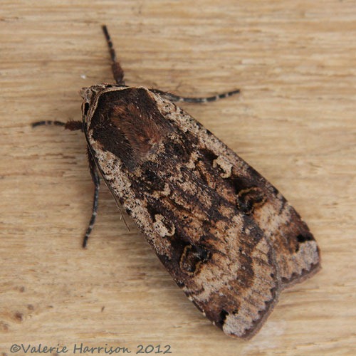 [Large-Yellow-Underwing-42.jpg]