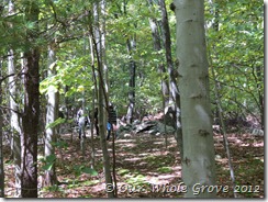 thru the woods thru the woods