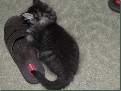kitten with shoe