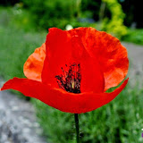 Papaver of Klaproos.jpg