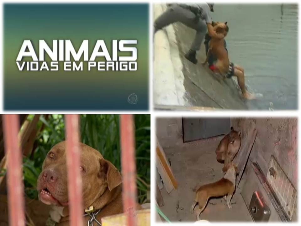 [animaisR7%255B3%255D.jpg]