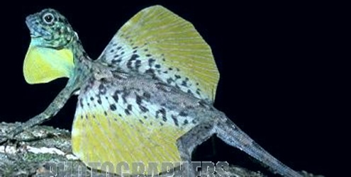 Flying lizard (Draco volans: Agamidae) male with his gular flap and 'wings' extended in territorial display, in rainforest Sulawesi