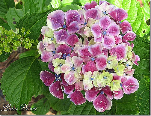 Hydrangea_Harlequin