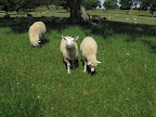 Sheep