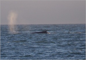 Fin Whale, Cayucos