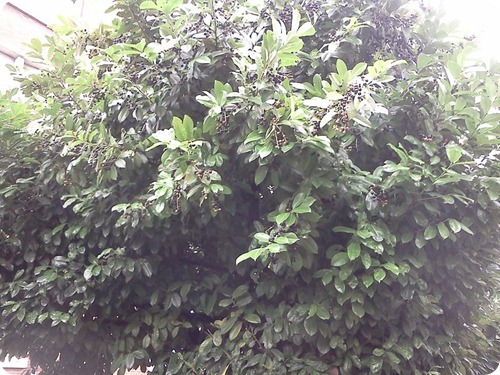 alloro Laurus_nobilis alloro Laurus_nobilis