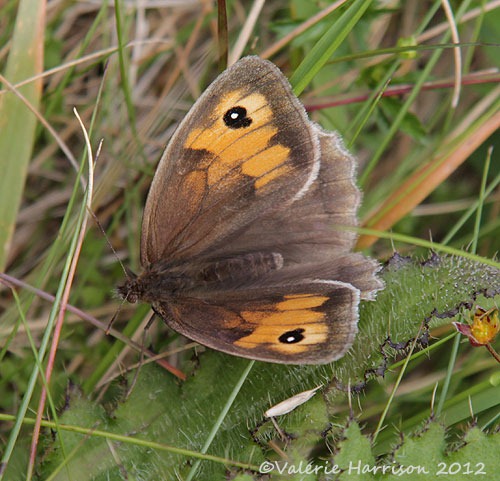 [29-meadow-Brown%255B2%255D.jpg]