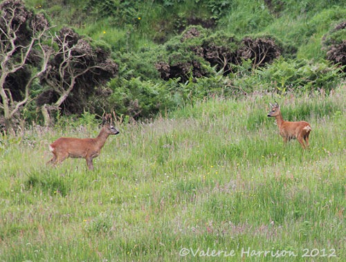 [25-Roe-deer%255B2%255D.jpg]