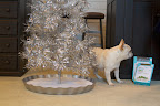 We Decorated Our Blog Studio For The Holidays!