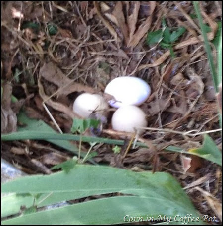 july 15 eggs in the car park