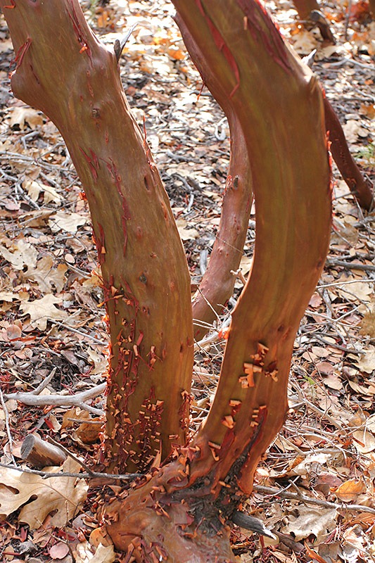 [111226_Arctostaphylos-patula_04%255B7%255D.jpg]