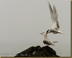 Common Tern