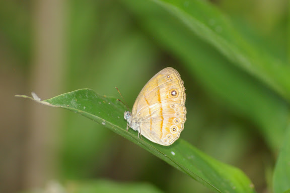 Mycalesis anapita fucienta FRUHSTORFER. Lot n°2, Sukau (Sabah, Malaisie, Bornéo), 6 août 2011. Photo : J.-M. Gayman