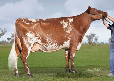 Llandovery Viscounts Joan.jpg