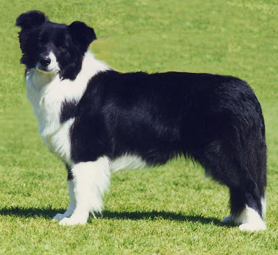 perro