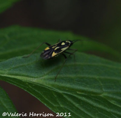 [7-mirid-bug-Grypocoris-stysi%255B2%255D.jpg]