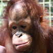 Orangutan Island 050.JPG