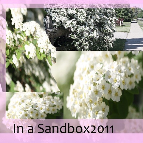 [June%2520Spirea%255B4%255D.jpg]