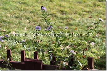 IMG_4854m IMG_4854m