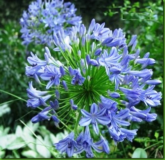Agapanthus Azul Claro Agapanthus Azul Claro