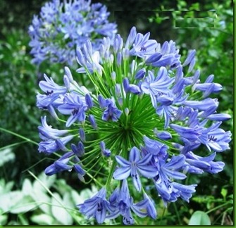 Agapanthus Azul Claro