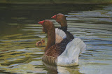 Ganzen met jong I - 50 x 60 cm - olieverf op palet