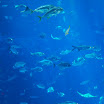 Ga & FL trip 111.JPG