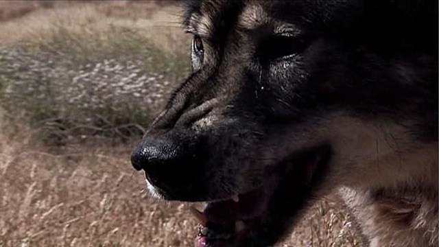 [wolftownposter64.jpg]