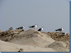 6585 Texas, South Padre Island - Edwin King Atwood Park Beach Access #5 - Laughing Gulls