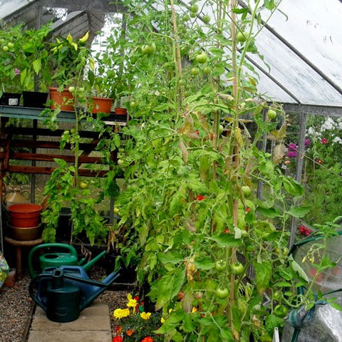 glasshouse tomatoes